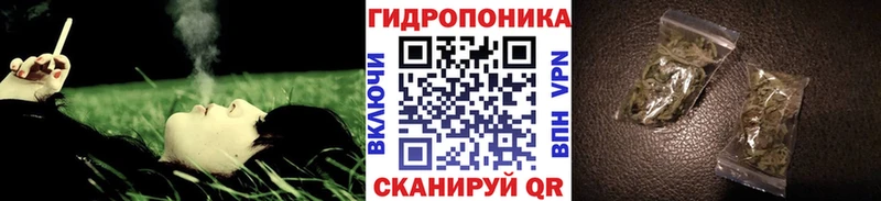 Конопля планчик Губкинский